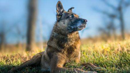 Majestic Dog Enjoying Nature's Beauty wallpaper