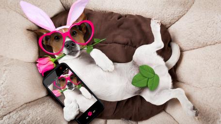 Playful Jack Russell Terrier in Sunglasses and Bunny Ears wallpaper