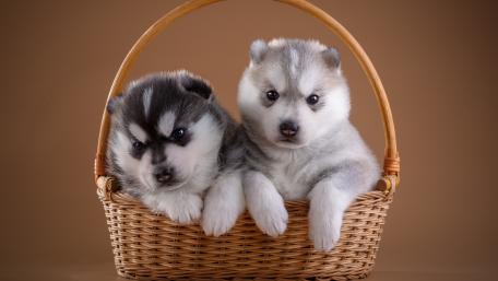 Adorable Husky Puppies in a Basket wallpaper