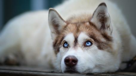 Majestic Blue-Eyed Siberian Husky Wallpaper wallpaper
