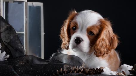 Charming King Charles Spaniel Puppy Wallpaper wallpaper