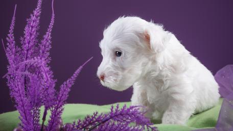 Sealyham Terrier wallpaper