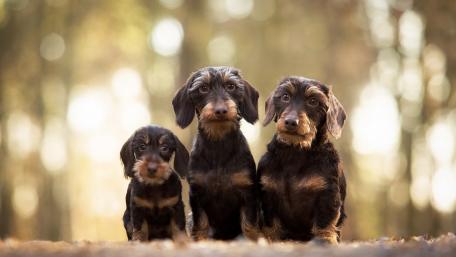 Adorable Dachshund Family Portrait wallpaper