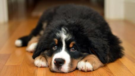 Bernese Mountain Dog puppy wallpaper