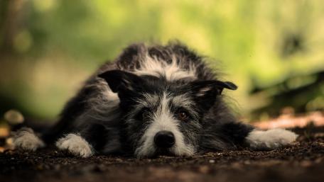 Sleepy Dog in Nature's Embrace wallpaper