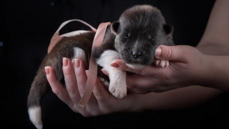 Adorable Puppy in Caring Hands wallpaper