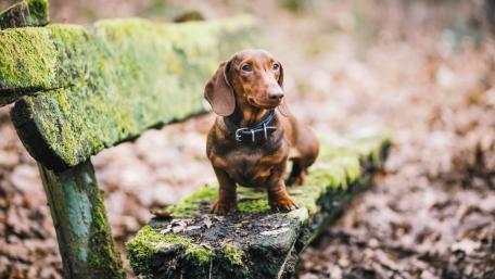 Charming Dachshund on a Rustic Bench wallpaper