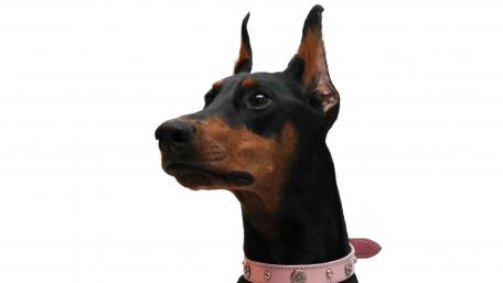 Majestic Dobermann Portrait wallpaper