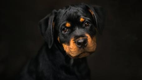 Rottweiler Puppy in Portrait Style Wallpaper wallpaper