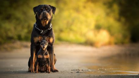 Majestic Duo of Rottweiler and Pup wallpaper