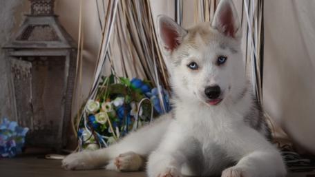 Adorable Husky Puppy in a Charming Pose wallpaper