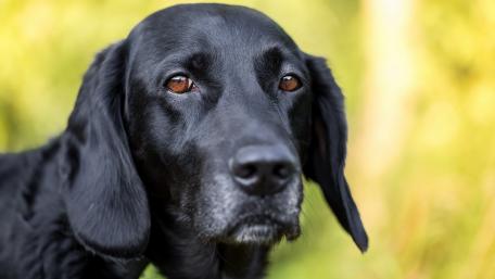 Majestic Black Dog Portrait wallpaper