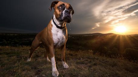 Majestic Boxer Against a Sunset Landscape wallpaper