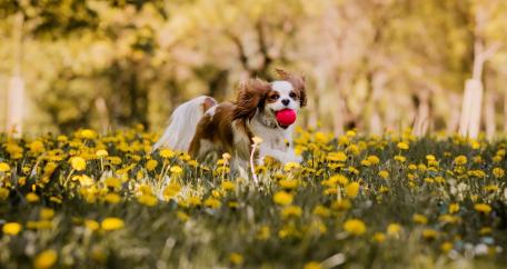 Joyful Cavalier King Charles Spaniel in Nature Scene wallpaper