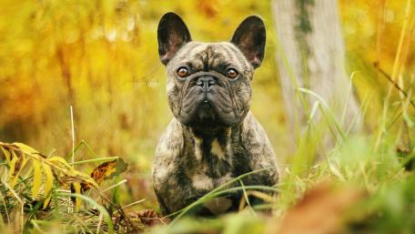Charming French Bulldog in Nature's Embrace wallpaper