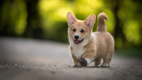 Corgi Puppy on a Sunny Adventure wallpaper