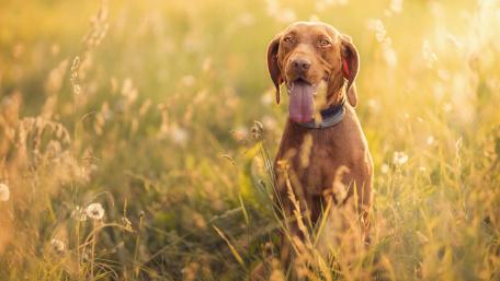 Golden Hour with a Happy Pointer Dog wallpaper