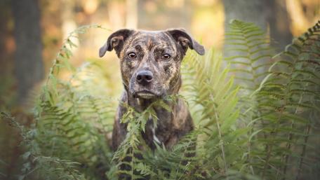 Majestic Dog Among Ferns wallpaper