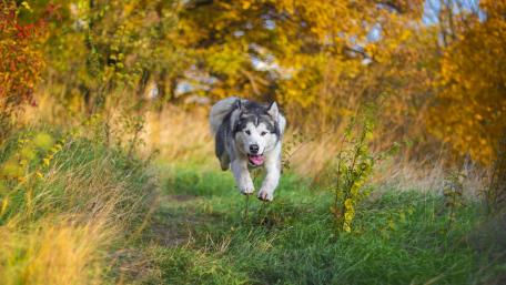 Joyful Husky Enjoying Nature's Embrace wallpaper