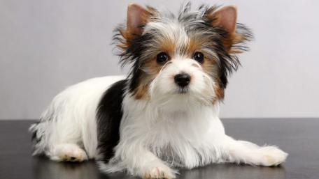 Charming Biewer Terrier Wallpaper wallpaper