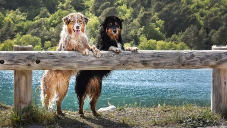 Playful Dogs by the Water wallpaper