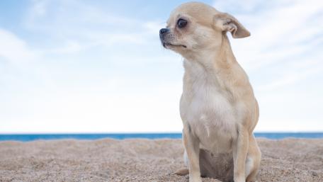 Charming Chihuahua on the Beach wallpaper
