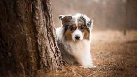 Majestic Australian Shepherd in Nature wallpaper