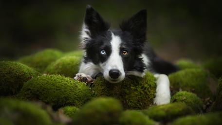 Gentle Border Collie Amidst Mossy Stones wallpaper