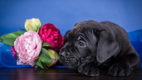 Beautiful Cane Corso Puppy Surrounded by Flowers wallpaper