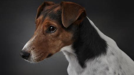 Charming Jack Russell Terrier Wallpaper wallpaper