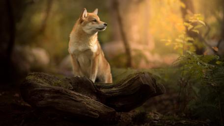 Majestic Dog in a Forest Setting wallpaper