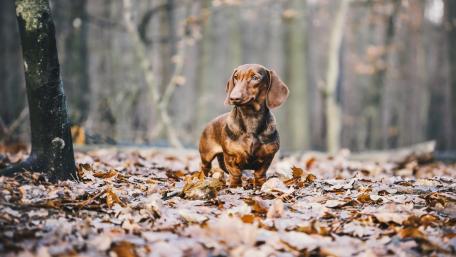 Playful Dachshund Amidst Autumn Leaves wallpaper