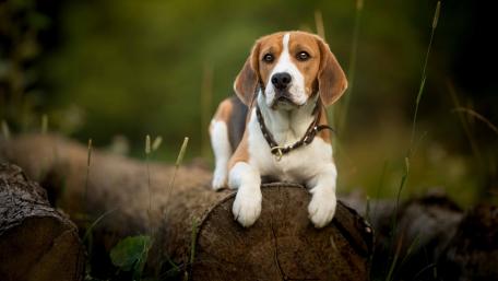 Beagle Relaxing in Nature Scene wallpaper
