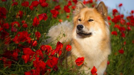 Golden Dog Among Vibrant Poppies wallpaper