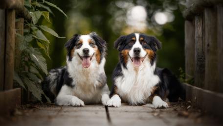 Joyful Australian Shepherds Enjoying Nature Together wallpaper