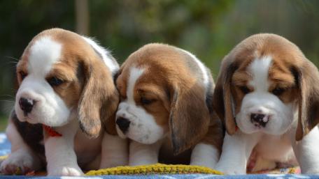 Adorable Beagle Puppies Trio wallpaper