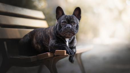 Charming French Bulldog Relaxing on a Bench wallpaper