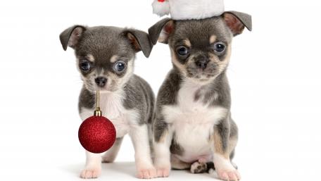 Festive Chihuahua Puppies in Holiday Spirit wallpaper