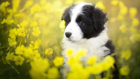 Charming Border Collie Puppy Surrounded by Flowers wallpaper