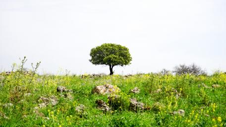 Tree alone wallpaper