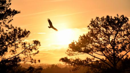 Flying bird in the sunset wallpaper