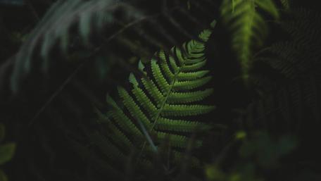 Leaves of dark wallpaper