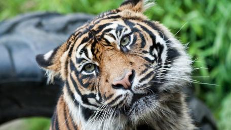 Tiger wallpaper