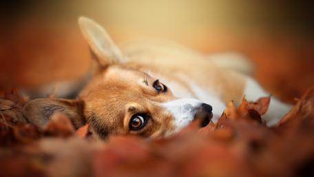 Corgi Relaxing Among Autumn Leaves wallpaper