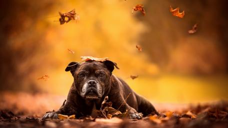 Autumn Serenity with a Loyal Dog wallpaper