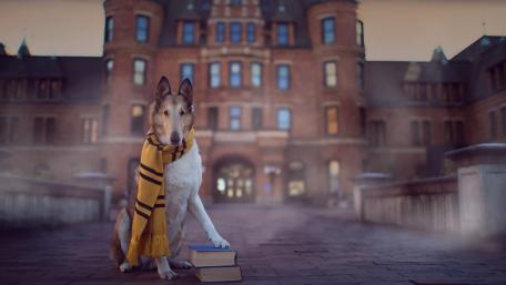 Charming Dog in Scarf at Historic Mansion wallpaper