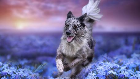 Joyful Australian Shepherd in Vibrant Purple Flowers wallpaper