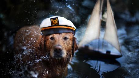 Captain Dog in the Splashing Waters wallpaper