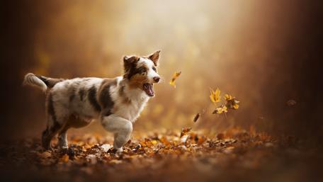 Joyful Australian Shepherd Playing in Autumn Leaves wallpaper