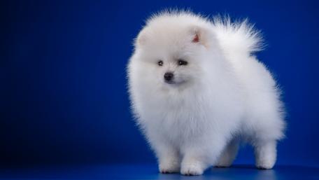 Adorable Fluffy Pomeranian Puppy Standing Proudly wallpaper